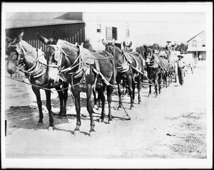 Mule team and wagon in Newhall, a center for teaming, 1885