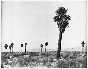 Palms in the Colorado Desert, ca.1904