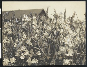 Sweet pea plants on the perimeter of a house