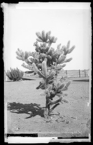 Cactus plant, Opuntia Echuncaipa Prolifera. ca.1920