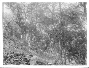 Sierra Madre Mountain forested slope, ca.1900