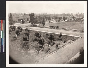 Unidentified citrus processing plant, ca.1910