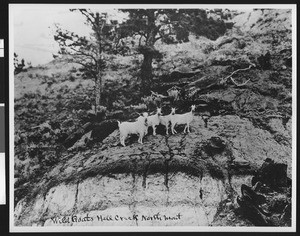 Wild goats in Hill Creek, north Montana