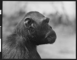 Close-up view of Chimpanzee "Mary", ca.1940