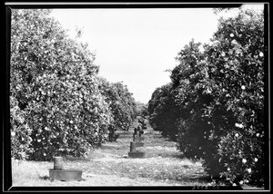 Sunkist orange groves, ca.1932