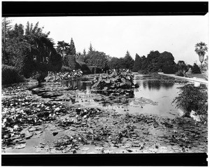 View of a lily-pond in Beverly Hills Park, ca.1925