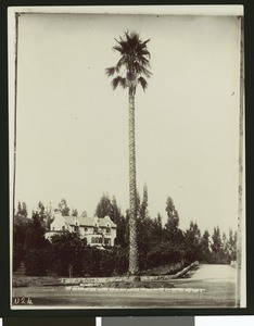 View of a tall palm tree, showing a Riverside residence, ca.1900