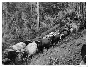 Logging ox team on skid road, California, ca.1900