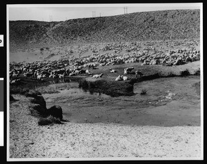 Sheep near Heller Creek, north of Bishop, ca.1930