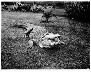 An alarmed alligator in its pen at an alligator farm (possibly the California Alligator Farm, Los Angeles), ca.1900