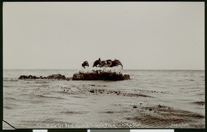 Seals on Seal Rocks seen from "The Mascot", ca.1900