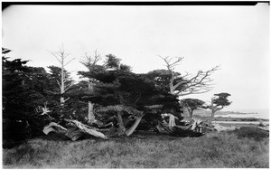 Group of cypress trees in Monterey