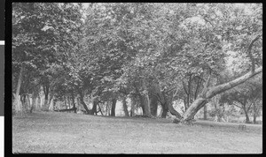 Park scene in front of hotel, San Luis Hot Sulphur Springs, San Luis Obispo County, ca.1900