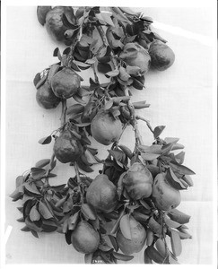 Close-up of a specimen of 12 California Bartlet pears on a branch