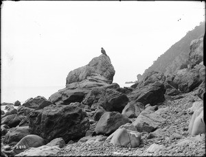 Eagle perched on a coastal rock on Santa Catalina Island, 1905
