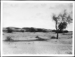 A mesquite tree in the desert, ca.1903