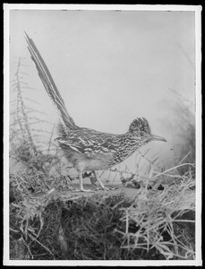 Close-up side view of the native Road Runner bird in the wild, 1930