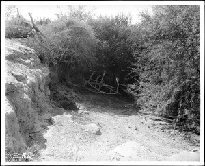 Indian well at Martinez, showing the heavy vegetation around it, ca.1903