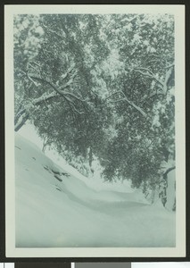 Trees on an unidentified snow-covered slope