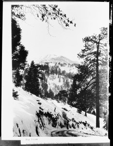 Tree-dappled mountain slopes in Big Pines Recreational Camp