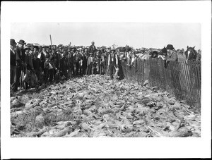 Hundreds of dead jackrabbits after rabbit drive in Antelope Valley, ca.1900