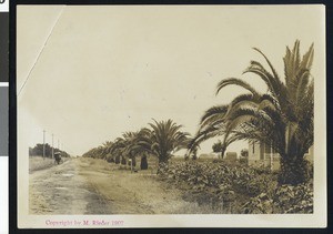 View of a roadway in Lodi, ca.1900