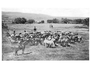 Cowboys herding horses in Montana, ca.1900