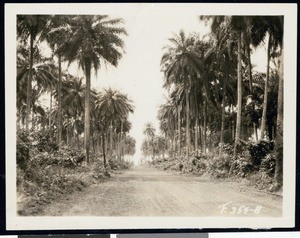 Road from Monrovia to the Firestone plantation, Liberia, Africa