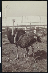 Two ostriches at the Cawston Ostrich Farm, ca.1900