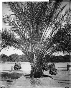 Date palm with fruit, Imperial County, ca.1920