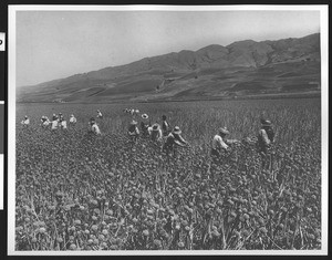 Field hands at Onion Seed Farm, Santa Clara County