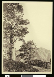 On trail to San Gorgonio, 1900-1915