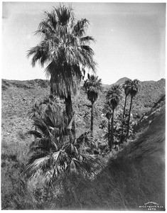 Approximately nine palm trees growing in Murray Canyon near Palm Springs, ca.1903