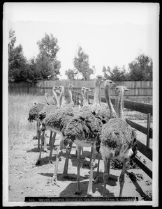 Seven month old chicks at an ostrich farm, ca.1900