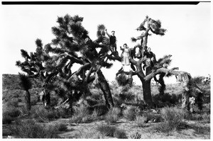 Three people sitting in Joshua Trees in the desert