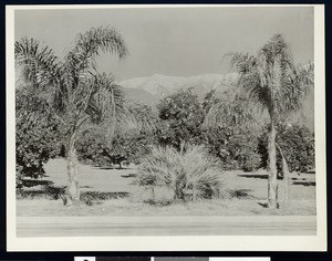 Palm trees and orange groves in Southern California, ca.1910