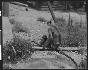 Sacred monkey and her baby on a trail sitting on top of fallen bamboo shoots, ca.1940