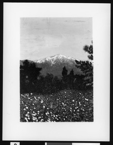 Distant view of Mount San Bernardino, from across a field of flowers, 1903