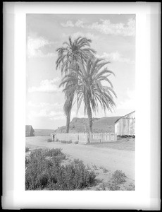 Twin Palms of Old Town San Diego, ca.1888