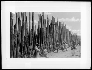 Organ cactus in central Mexico, ca.1900-1920