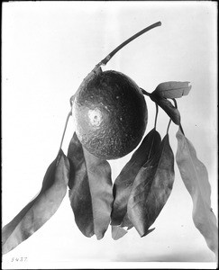 Close-up of an avocado specimen with parts of its branch still attached