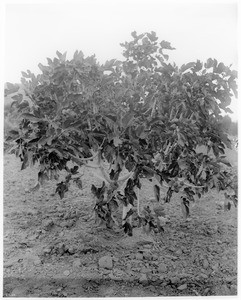 Fig tree with fruit