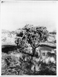 Close-up of a cactus opinta chola fuldia near Tucson, Arizona, ca.1920