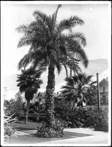 A big palm tree (Phoenix reclinata) in a Los Angeles park, ca.1920