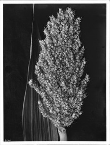 Specimen of Kaffir corn (White Egyptian), ca.1910-1925