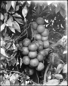 Close-up of grapefruits and blossoms