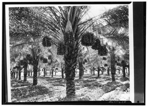 View of an unidentified date orchard, October 19, 1927