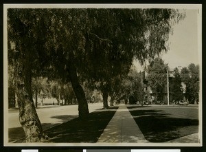 View of Magnolia Avenue in Riverside looking toward Glenwood, taken from the sidewalk, ca.1900