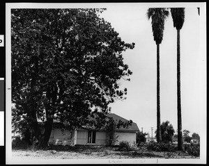 Exterior view of the Evertsen Adobe in Los Angeles, shrouded by tree foliage, 1960