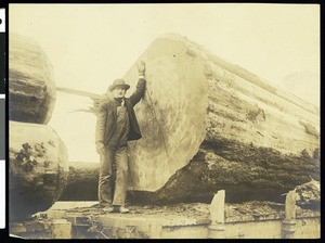 Clarke Company Fir logs at Vancouver, Washington